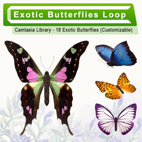Exotic Butterflies Loop